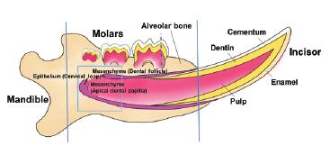 Laser capture microdissection enables cellular and molecular studies of tooth root development